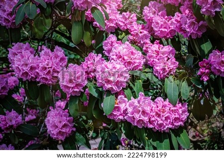 Purple Rhododendron flowers in garden. Spring background with colorful Rhododendron blossom