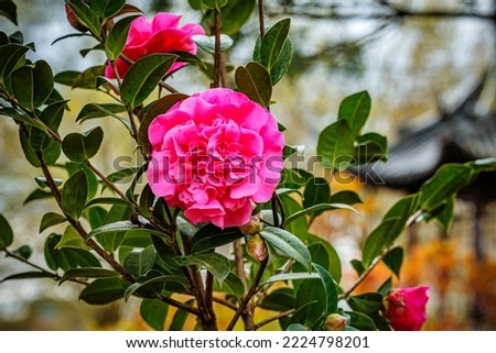 Pink Camellia williamsii 'Debbie'   flower in full bloom. Magenta Pink camellia japonica blossom in garden.  Royalty-Free Stock Photo #2224798201