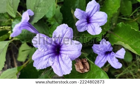 purple paper flower among green leaves