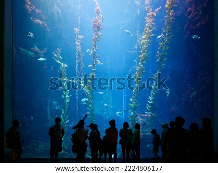 Gazing through the huge glass panel of an Aquarium in Pingtung Marine Biology Museum, Taiwan, people get mesmerized by the mysterious underwater world, where fish swim merrily in the giant kelp forest Royalty-Free Stock Photo #2224806157