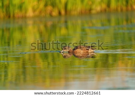 American Wigeon resting in wetland pond. American Wigeons are medium-sized, rather compact ducks with a short bill and a round head. 