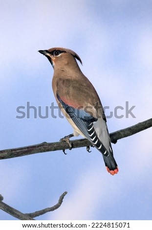 Bombycilla japonica - Japanese Waxwing Royalty-Free Stock Photo #2224815071
