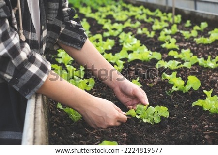 Farmer is checking the quality of green oak lettuce leaf in the garden plot or greenhouse. Growing and take care of an organic vegetable farm. Concept of agrotourism or agricultural, ecotourism.