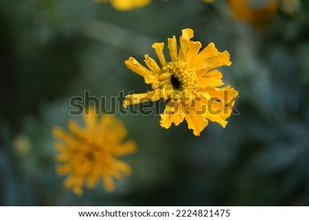 yellow-orange blackberry, marigolds close-up background, on a sunny day, blurred background, flower tagetes close-up on a green background on an autumn sunny day, orange marigold color, red flowers	