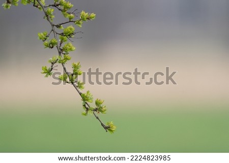 young shoots of leaves on the branch
