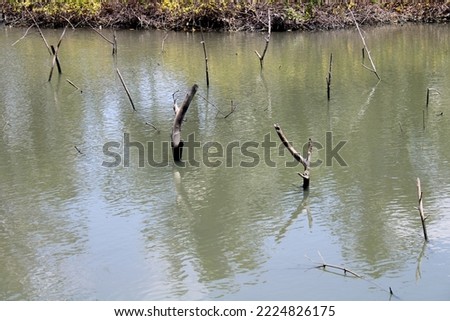 Mangroves trees roots in salty water lake
