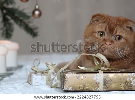 Brown cat with a gift on a fir branch with decorations and candles