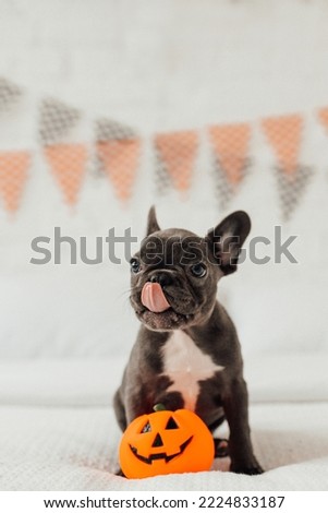 Happy beautiful gray pet doggy sitting on white bed celebrates Halloween. Young French bulldog with blue eyes spending time with pumpkin toy Jack lantern for hallows eve at bedroom decorated for party