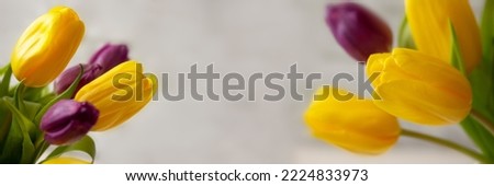 Yellow purple tulip blossom, elegant spring flower from Holland tulip header banner panoramic background photography