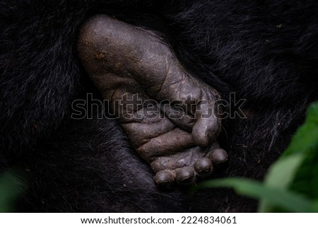 Detail photo of a foot of a Mountain Gorilla in Bwindi National Forest, Uganda
