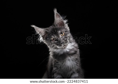 Maine Coon Kitten on a black background. striped cat portrait in studio