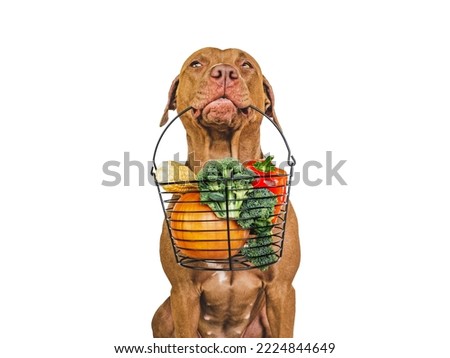 Pretty, lovable brown puppy and small basket of fresh vegetables. Close-up, indoors. Studio photo. Pet care. Concept of delicious and healthy food