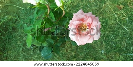 Natural Pink Rose flower in Garden