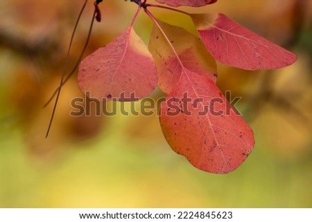 Autumn leaves of smoketree with redish and yellow colours.

