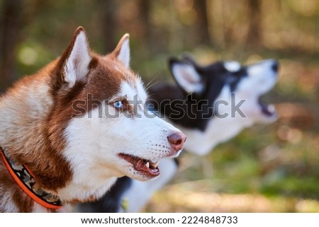 Two Siberian Husky dogs profile portrait with blue eyes and brown white black coat colors, cute sled dogs breed. Friendly husky dogs portrait outdoor forest background, walking with beautiful pets
