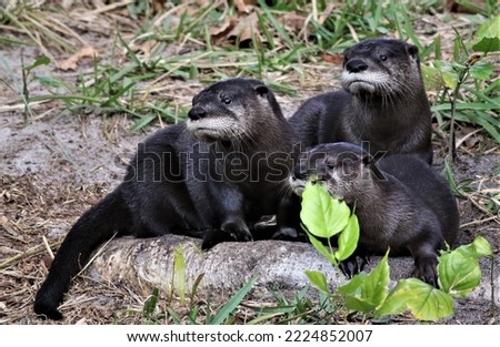River Otter  pups waiting for mom! 