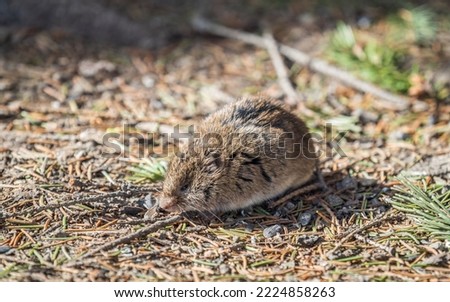 A closeup of a Common vole on the ground with a blurry background. Common Vole, Microtus arvalis, in its natural habitat