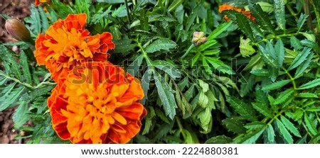 dandelion flower in holambra garden, colorful autumn flower
