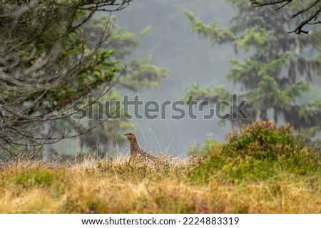 a capercaillie hen in the grass at a autumn morning on the mountains