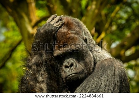Silverback gorilla is thinking hard