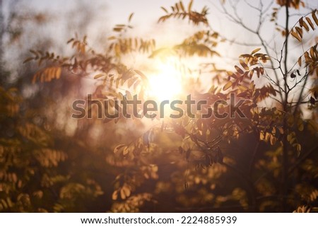 the light of the sun at sunset makes the leaves of the trees shine with their yellow, red and orange colors of autumn. Madrid. Spain