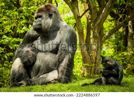 Silverback gorilla chilling with his friend