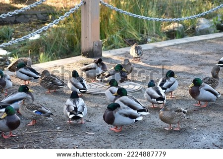 Group of common mallard ducks standing. 