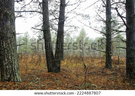 Autumn day with fog in a pine forest.