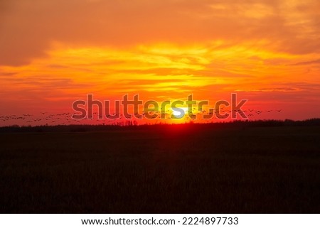 Beautiful scenic picture of flying away geese from th agricultural field during colorful orange sunset.