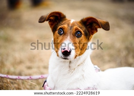 Portrait of young Jack Russel dog. Small dog.