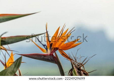 Bird of paradise flower (Strelitzia) with bright orange beautiul colours and blurred background. 