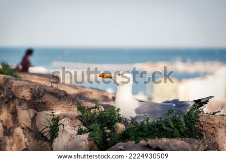 Seagull resting in Denia near people