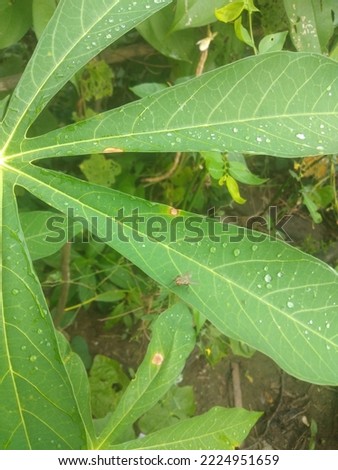 Dewy cassava leaves land on a fly