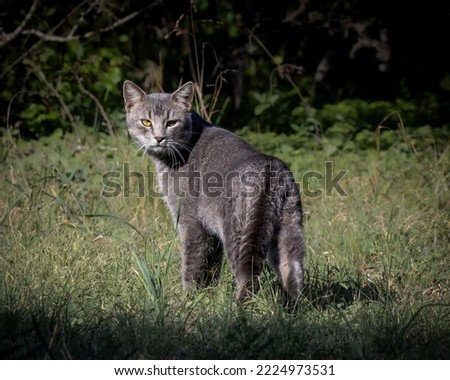Wild gray domestic cat roaming and on the morning prowl looking for breakfast
