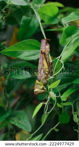 Big grasshopper hanging on the green leaves