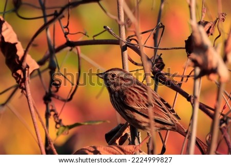 Beautiful closeup outdoor picture small bird song sparrow brown feathers wings beak perched brown branches bushes natural environment attractive colorful green yellow red orange leaves background 