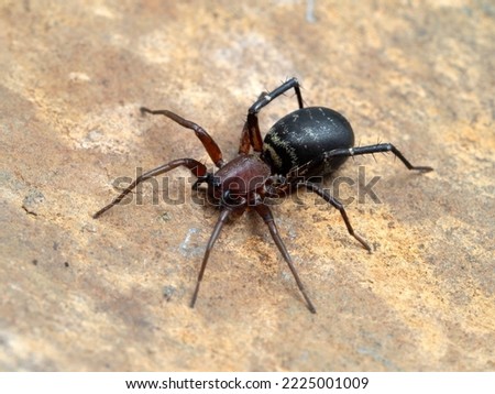 a pretty female long-palped ant-mimic sac spider, Castianeira longipalpas, crawling on a piece of rock Royalty-Free Stock Photo #2225001009