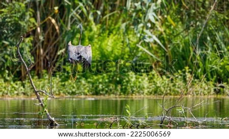 A purple heron in the wilderness of the Danube Delta in Romania	
