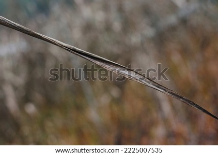 Dead reed grass stalk on blurred brown nature background.