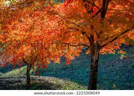 Autumn forest with trees and yellow leaves with bright sun