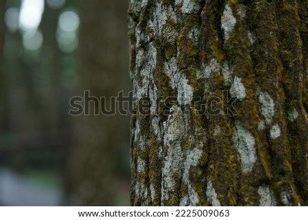 pine tree in the tropical forest of Indonesia
