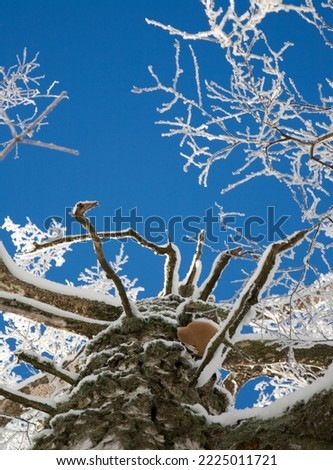 Branches Coverd with Snow and Frost