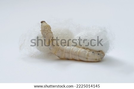 Silkworm make cocoon on white background.