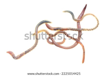 Earthworms isolated on a white background.