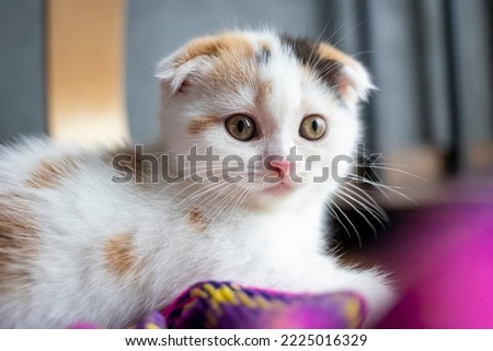 scottish fold cat sitting in the floor. Calico cat looking at camera. Cute white kittens sitting in house.