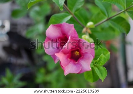 Adenium is a soft tissue plant. thin stem bark The stems and branches are round with clear rubber. It is classified as a plant in the family Apocynaceae, which is the same family as Lan Thom. There ar
