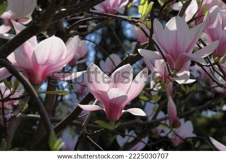 Pink magnolia flowers on the tree branches close up 