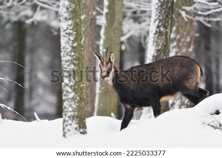 wildlife scene with a chamois. A chamois stabnding on the winter forest. Rupicapra rupicapra