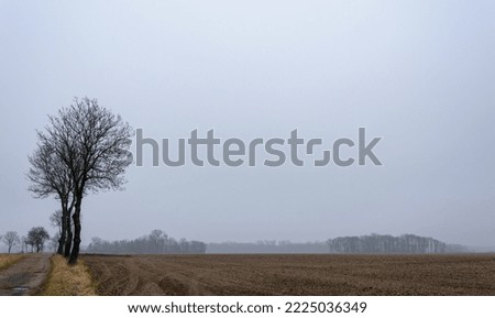 Trees in the field in the fog