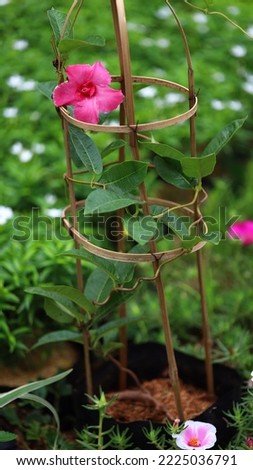 Pink color of blooming Mandevilla splendens aka rocktrumpet flower plant growing on poly bag supported by bamboo frame, image for mobile phone screen, display, wallpaper, screensaver and lock screen 